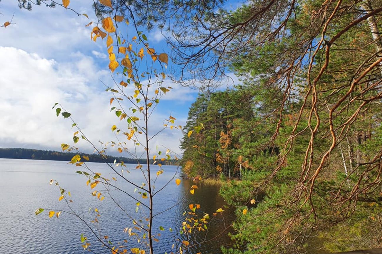 Tree, lake and forest in Finland