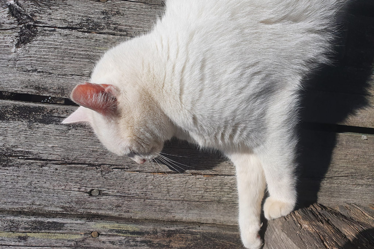 White Cat Laying Sideways On A Wooden Surface